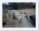 Feed the Birds2 * 1152 x 864 * (364KB)